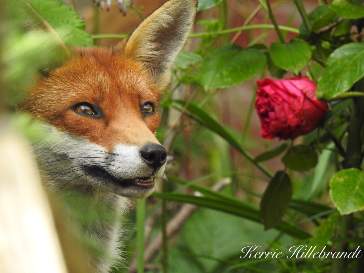Fifi #female #fox #banfoxhunting #lovefoxes #foxphotograph #wild #wildlifephotography #wildlife #nature #redfox