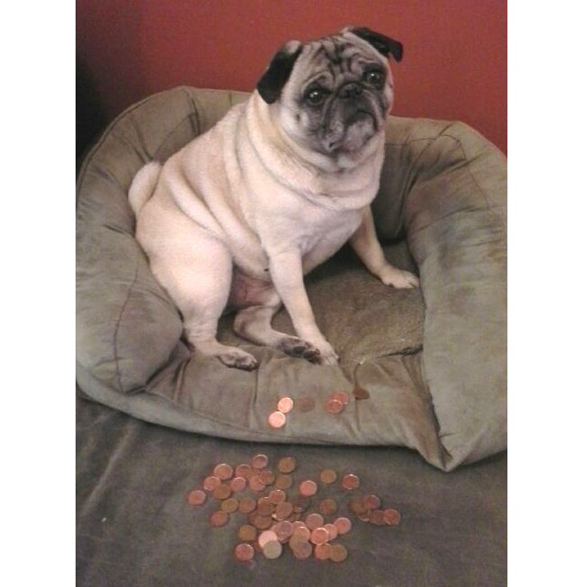 Find a penny, pick it up. All day long, you'll have good luck. ☘️🍀💲👛 #NationalLuckyPennyDay #MakeItRain #PenniesFromHeaven #pugs #dogs