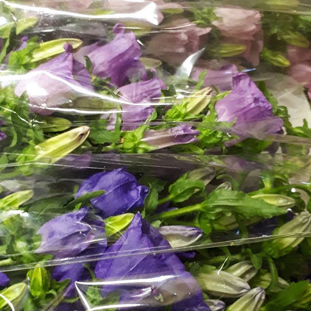 jpmoseley's tweet photo. Thrilled to have been working with some beautiful British flowers today. Thank you @flowersbyclowance for these amazing Campanula. 
#Britishflowers #britishgrowers #flowersbyclowance #cornishflowers #floristry #flowers #campanula #summerflowers #floralin… https://t.co/OAoc9uPEzG https://t.co/ZHYdOtuvJf