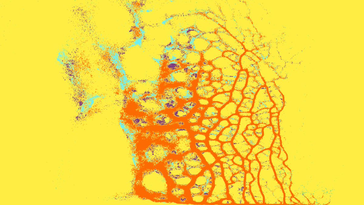 Emil Wasberger tweet media