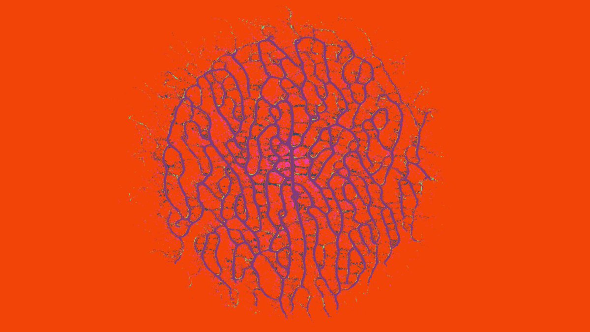 some moar slime mold stuff pics #processing #generative