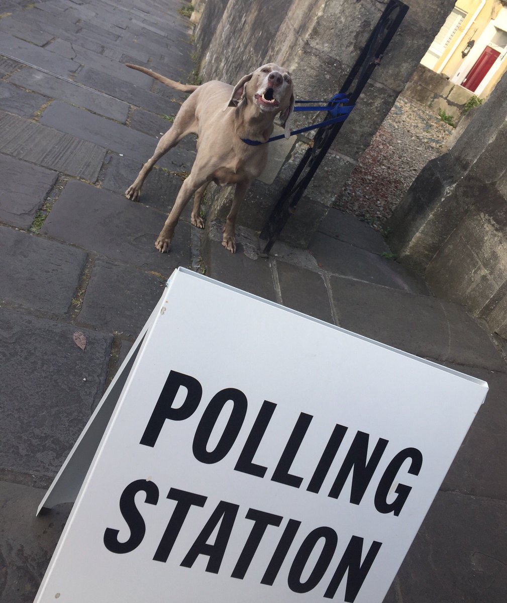 RebeccaLouSharp's tweet photo. Making his voice heard! #dogsatpollingstations #vote #BollocksToBrexit https://t.co/fw3G0pXznS
