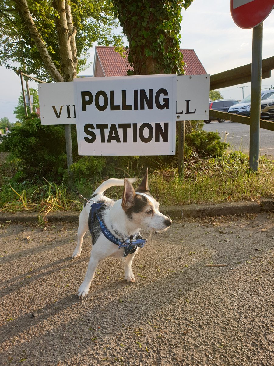scaddingk's tweet image. Another election another #dogsatpollingstations . A late vote but never too late to not vote for a party led by a snake oil salesman or party affiliated with someone who doesnt even know his own name.