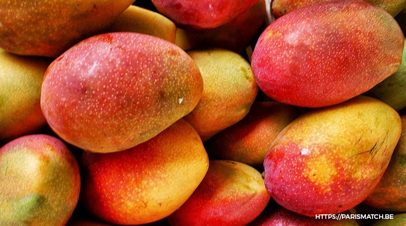 21Afrique's tweet photo. Au Sénégal, la saison de la récolte des mangues démarre tout juste et va se poursuivre...
https://t.co/3i12EQhziT https://t.co/Qmm4mdSsnU