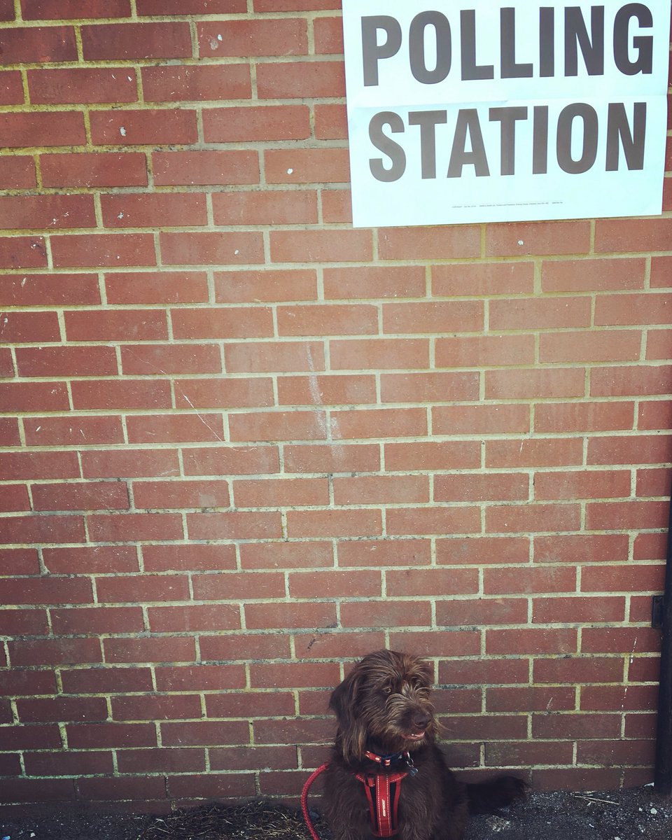 EmilyEC's tweet photo. @kwjnewman this is for you. Shes unimpressed at the height of the sign #dogsatpollingstations2019 https://t.co/Qw7Lz1aa5X