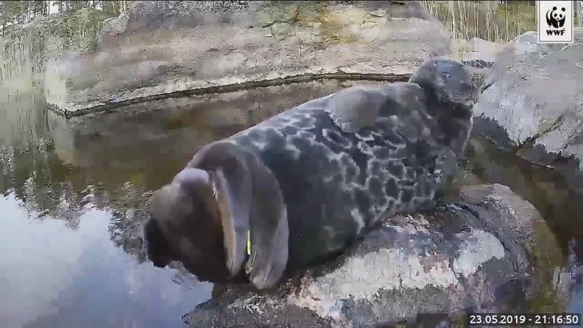 Kun Suomi-Ruotsi peli saa verenpaineen nousemaan, niin #norppalive rauhoittaa. Ihana 😍