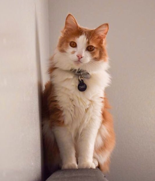 marz__boutique's tweet photo. 😻❣️ CUSTOM PET GIVEAWAY ❣️😻

One free pet look-alike custom pendant! ✨

I'm going to record my first time-lapse video of it, so you'll be able to see how I made it from scratch! 😻

RULES:
▪️RT this
▪️follow
▪️drop a pic of the pet you'd like made &amp; tag 3 friends!

ENDS 5/27 https://t.co/lm3qCDngV9