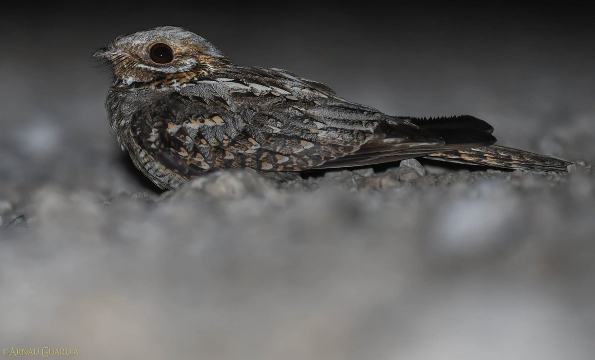 pinosysembrados's tweet image. Los chotacabras están en mi top 3 de aves favoritas. Así que, por qué no dedicarles el homenaje que se merecen? ABRO HILO y os cuento cosillas de ellos: 👇👇👇
(Foto: Arnau Guardia)