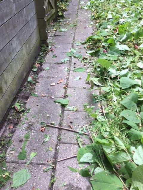 Na alle eerdere beloftes over de aanpak van de Japanse Duizendknoop, @ptrschp wethouder wat ga je hier nu echt aan doen. Deze exoot rukt op vanuit gemeentegroen naar prjvé tuinen. @gemHellevoetsluis