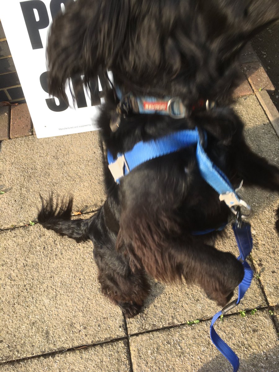 NickyWill's tweet photo. Epic fail #dogsatpollingstations https://t.co/bCCvncVubU