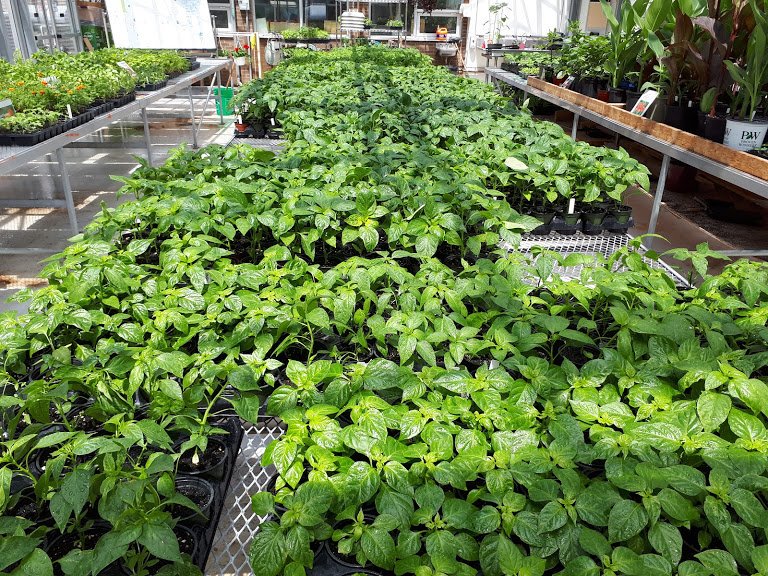 SCDSB_Schools's tweet photo. 🌱Annuals, perennials and more, oh my!🌻
🌼You can get them this weekend at SCI!🌺

Visit the @StaynerC greenhouse this Sunday, May 26 from 12-4 p.m. for their plant sale. Over 10,000 plants will be for sale, with all proceeds supporting the SCI Green Industries program.

Pls RT! https://t.co/Ay4rpX8TvN