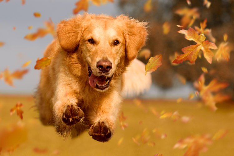 RopersCaravans's tweet photo. Did you know Ropers is a dog friendly place? So feel free to bring your four legged friend along with you! #dogfriendly https://t.co/90UGCLqcFU