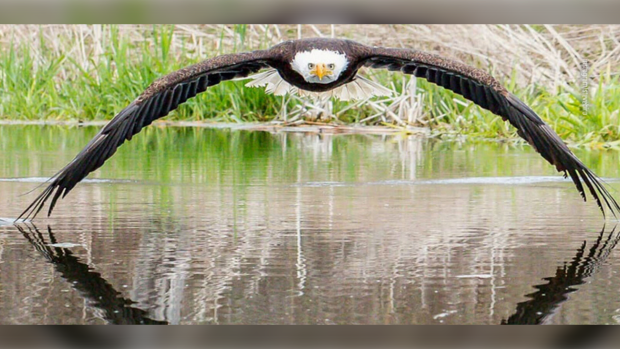 CTVNews's tweet photo. Stunning shot of eagle captured in Windsor, Ont. https://t.co/2rbQYQgLLc https://t.co/1cCcZYfnPj