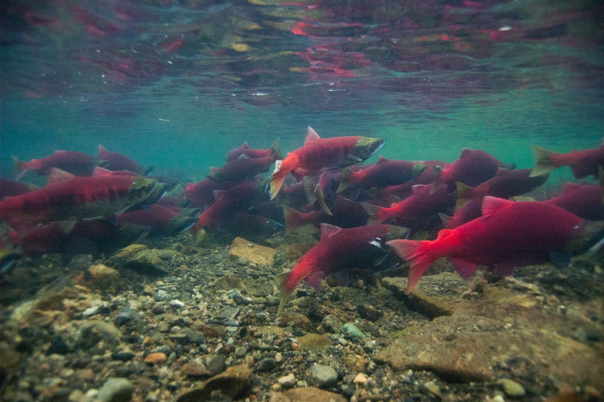 From our new paper <a href="/sciencemagazine/">Science Magazine</a>, led by Sean Brennan. Reliability in ecosystem services comes from productive habitats moving through space and time. We need to preserve the processes that generate and maintain shifting habitat mosaics. science.sciencemag.org/content/364/64…