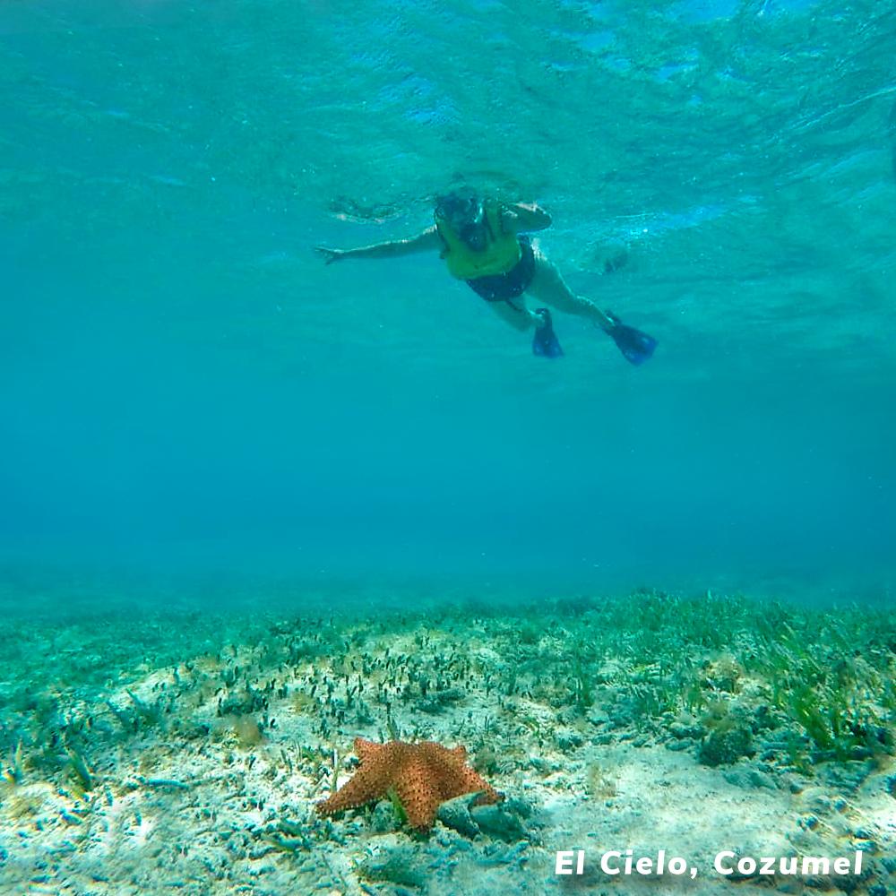TurismoCozumel's tweet photo. ¡Sólo pienso en viajar a la isla más hermosa del Caribe Mexicano #Cozumel! ⭐
📍 Playa "El Cielo". https://t.co/IixjT4HIpr