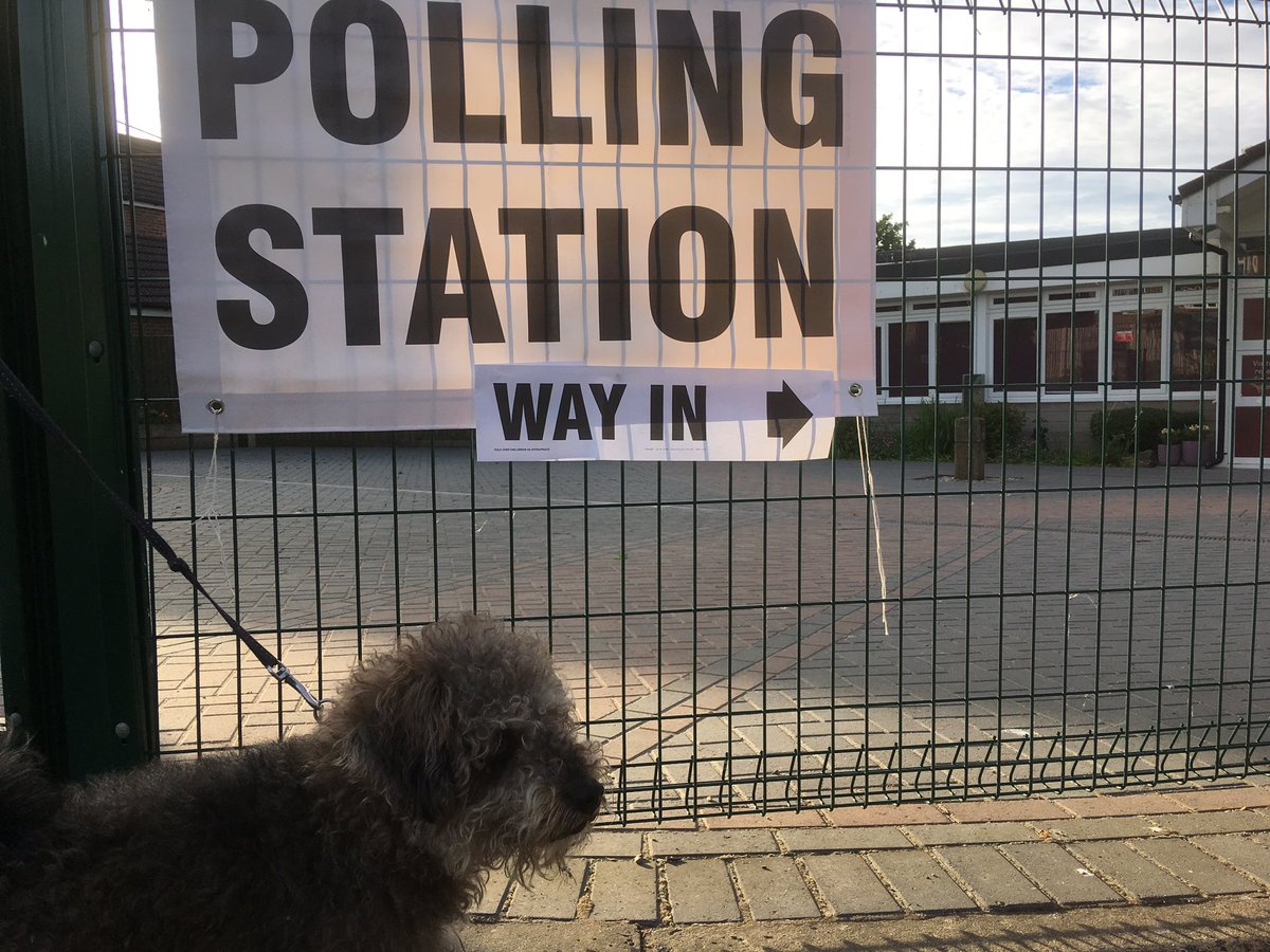 dickyking30's tweet photo. #dogsatpollingstations2019 Hugo deciding who to vote for (probably the treat party) 🐶 🐶 https://t.co/7bUmxqfMF7