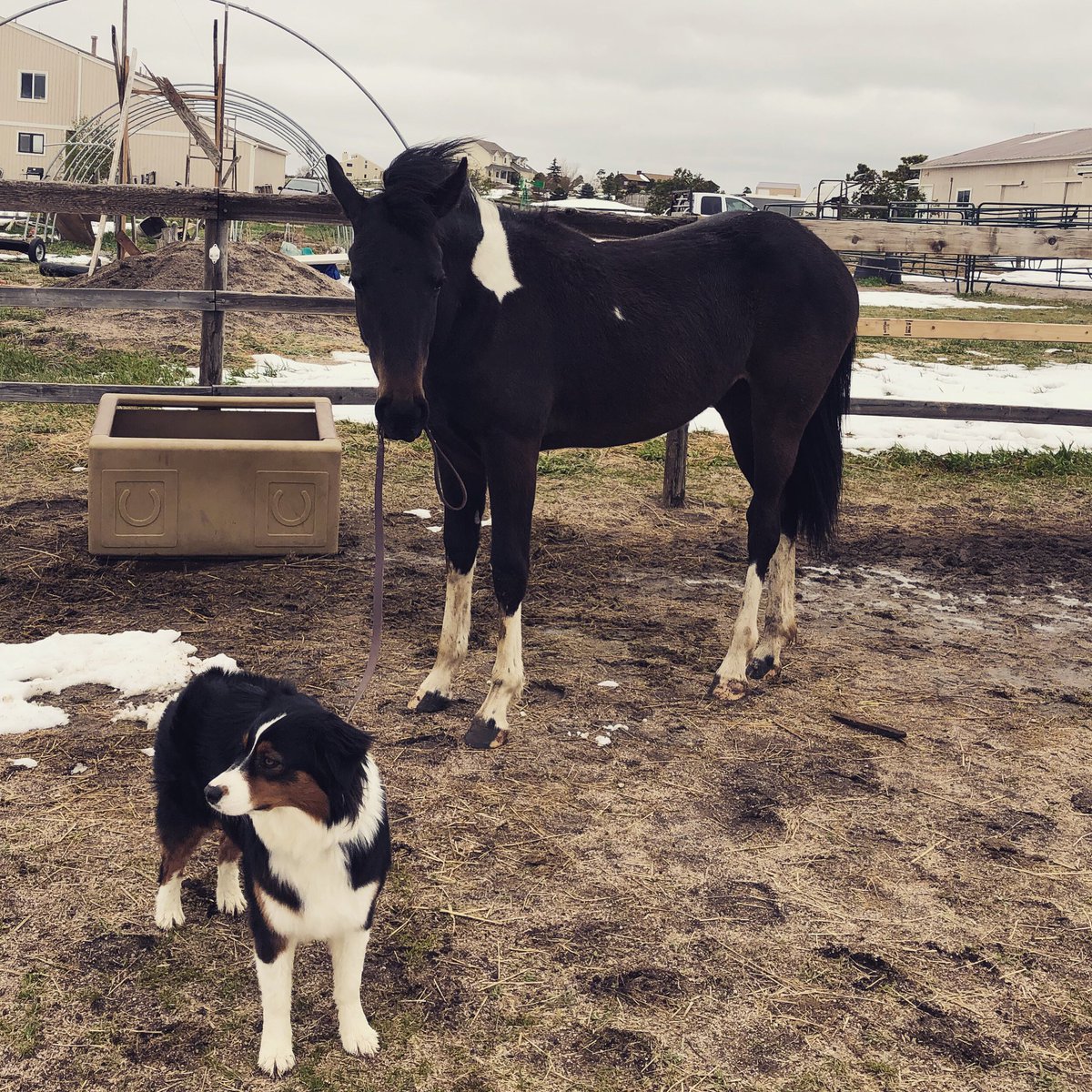 Who’s walking who?       
.
.
.
 #hoofbeatstheatre #austrailianshepherd #friesiansporthorse #animalfriends #walkingthedog #horseanddogfriends #doglife #horse #yearling #coloradoanimals