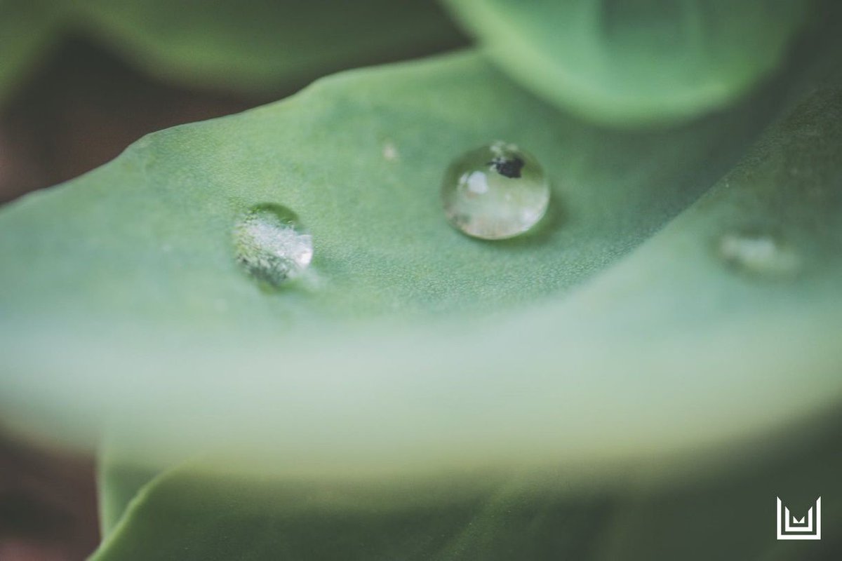 What you put in your body can either be the most powerful form of medicine…or the slowest form of poison. Be #Mindful of what you consume, as the body is the most important investment out there. 〰

#HealthyBody #Nature #ComfortExtraStrength #LiveLoveLIfeNaturally #Organics