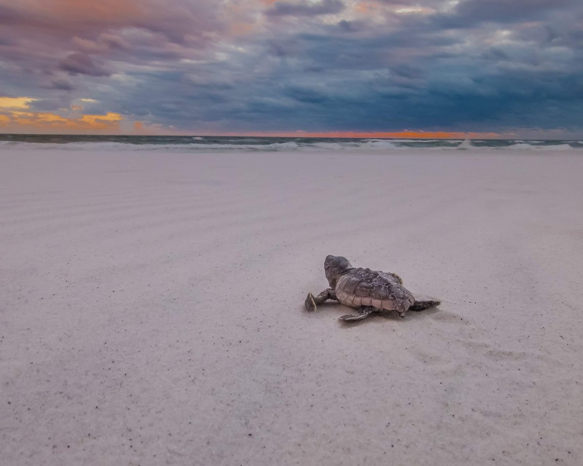 Happy World Turtle Day! Remember to take what you bring to the beach, back with you when you leave 🐢 #WorldTurtleDay #seaturtles #ThursdayThoughts #TurtleDay <a href="/CBA_NWFSC/">Choctawhatchee Basin Alliance</a> @MKEI_NWFSC