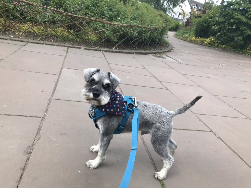 _G12's tweet photo. Did a postal vote before coming on holiday @UKLabour have been terrible opposition to the Tories, so #VotedSNP @theSNP didn’t see a polling station in #Keswick so just a dog on election day pic ⬇️ #DogsAtPollingStations #IndyDugs #DogsForIndy @WeeGrowl #EuropeanElection2019 🇪🇺🏴 https://t.co/9sxx5T6has