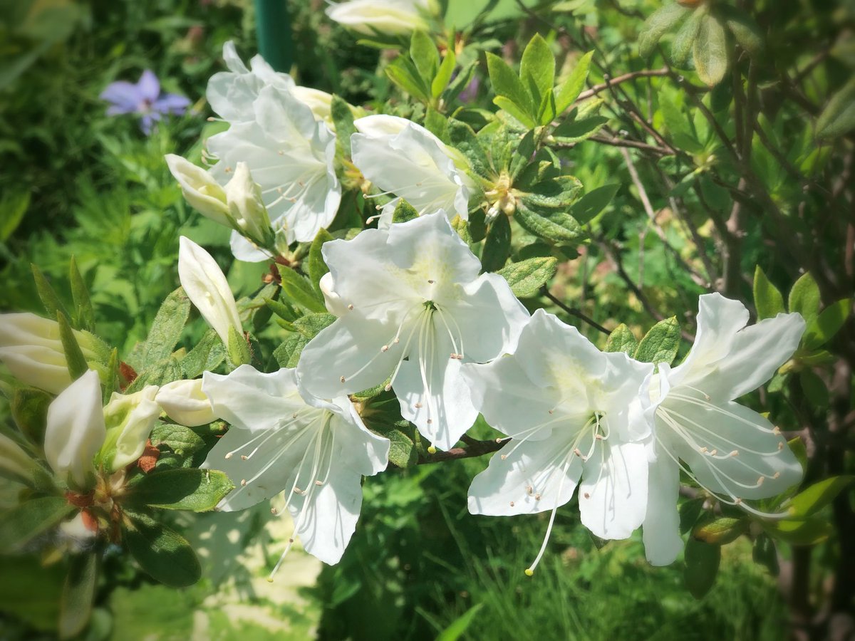 花言葉は初恋