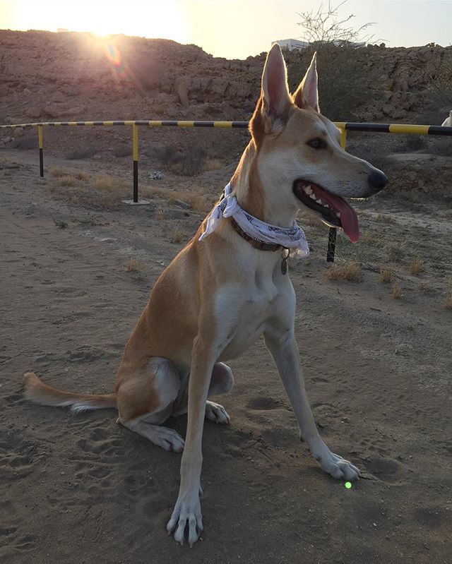 🐕 Wadi Girl
#taismoman bit.ly/30IoW3R