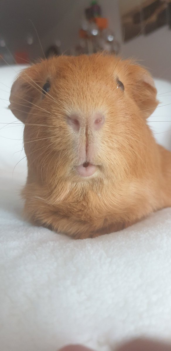 JimQ2's tweet photo. Been to the vets today!
Had my teeth cut!
Had my claws cut!
Did not like it much!
Check out my lips!!💋 https://t.co/Cti79X69MP