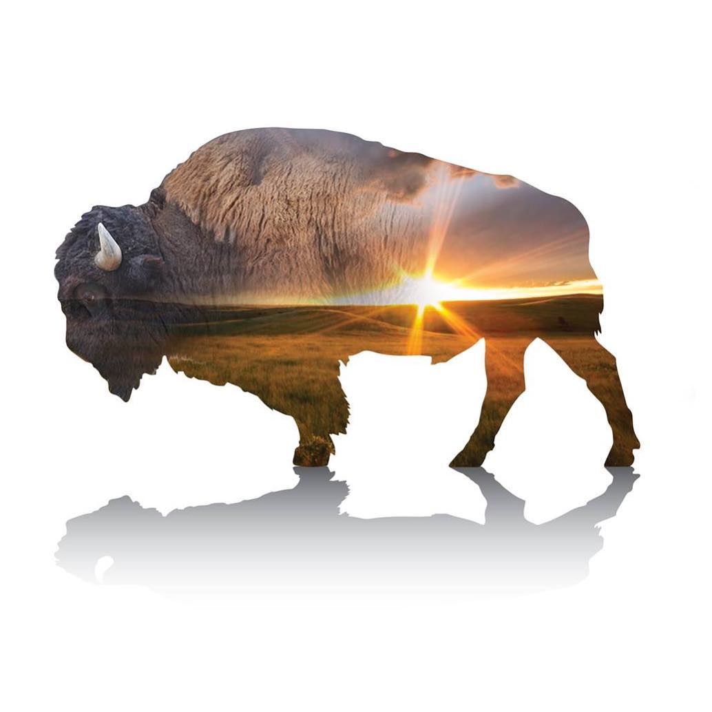 Bison image
