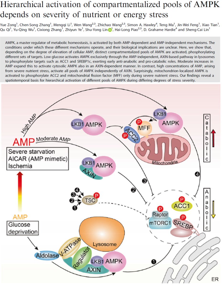 SatchinPanda's tweet photo. AMP kinase energy sensor can sense if you just had your meal, or are fasting for 6, 12, 24 or longer hours and reprogram cell's ability to cope with the length of fasting. 
https://t.co/Adl9SkkZiD https://t.co/YhccBPTTPm