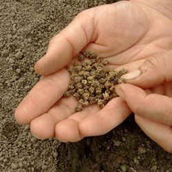 HTGVeg's tweet photo. How To Grow Beetroot by @ThompsonMorgan #growyourown #beetroot https://t.co/EBb81GfKlg https://t.co/XOqfKAj8VY