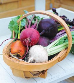 HTGVeg's tweet photo. How To Grow Beetroot by @ThompsonMorgan #growyourown #beetroot https://t.co/EBb81GfKlg https://t.co/XOqfKAj8VY