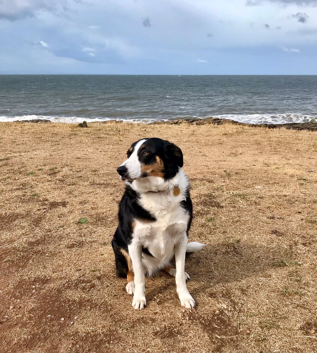 MegSheepdog's tweet photo. Oh I do like to be beside the seaside..........💙@BCTGB https://t.co/MJTs90YLwt
