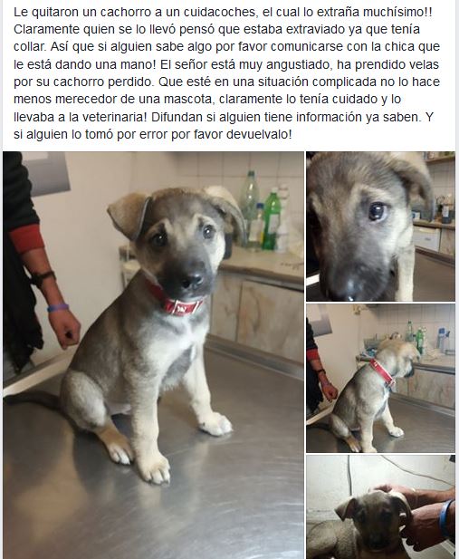 Pippilota_'s tweet photo. A un cuidacoches le robaron a su amigo, lo único que tiene para dar a cambio del perro son 1000$UY. Quizás pensaron que estaba perdido porque tenía collar.
Cualquier info (095 614 714) o se aparecen por el IBERIA BAR en Av. Uruguay Esquina Florida. @PerdidosEncont https://t.co/cmVWBxFC1m