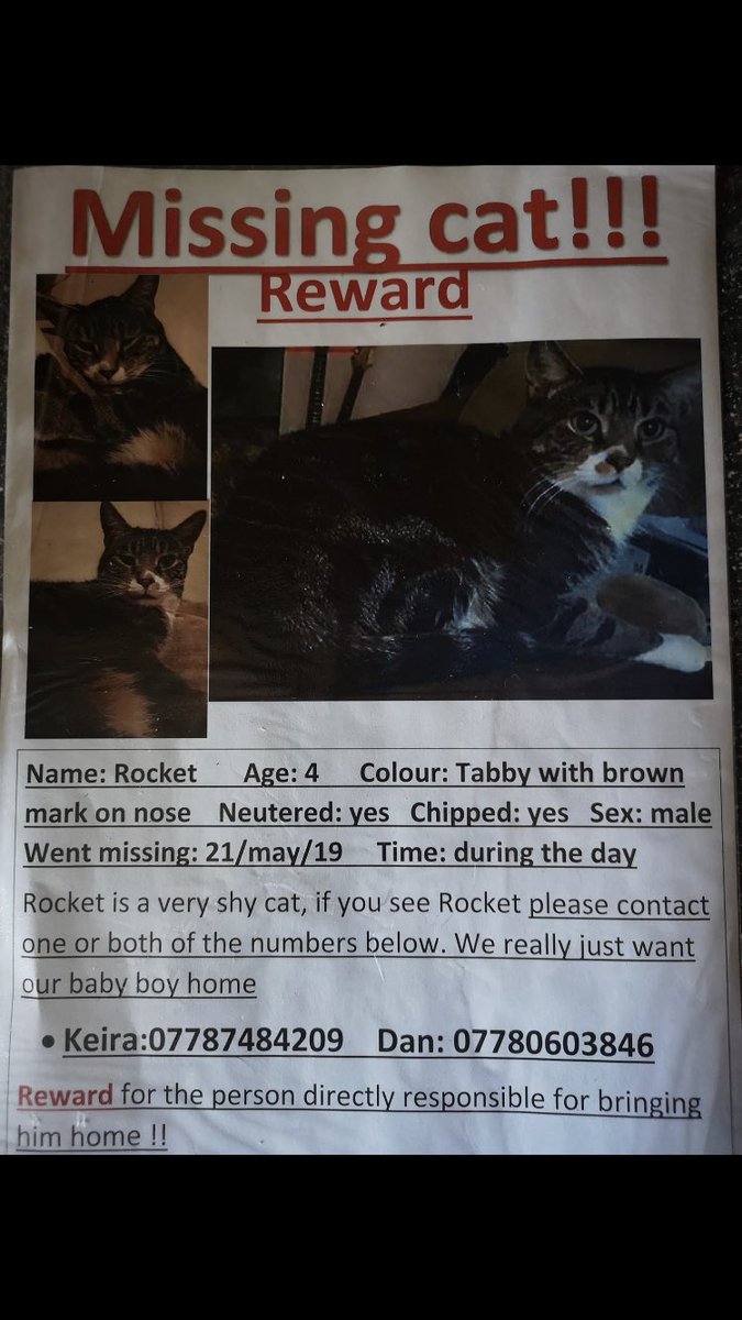 JannineCatLady's tweet photo. Please retweet and help. Missing from #SevenKings #Ilford #Missing #Cat @SimonsCat @CatsProtection @missingcats https://t.co/KFZqoeTulJ