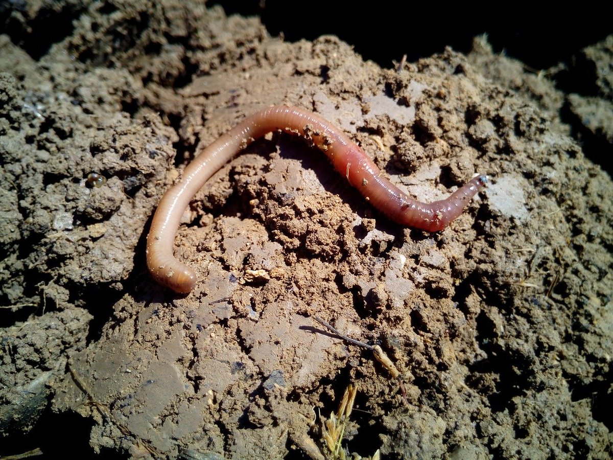VGResiduos's tweet photo. Vermicompostagem é um processo de transformar resíduos orgânicos em um excelente fertilizante. É uma maneira fantástica de dar destinação ambientalmente correta e obter um bom lucro. Leia o post. Ou deixe seu comentário abaixo.
#vermicompostagem #compostagem #reciclagem https://t.co/P328Rzeb3F