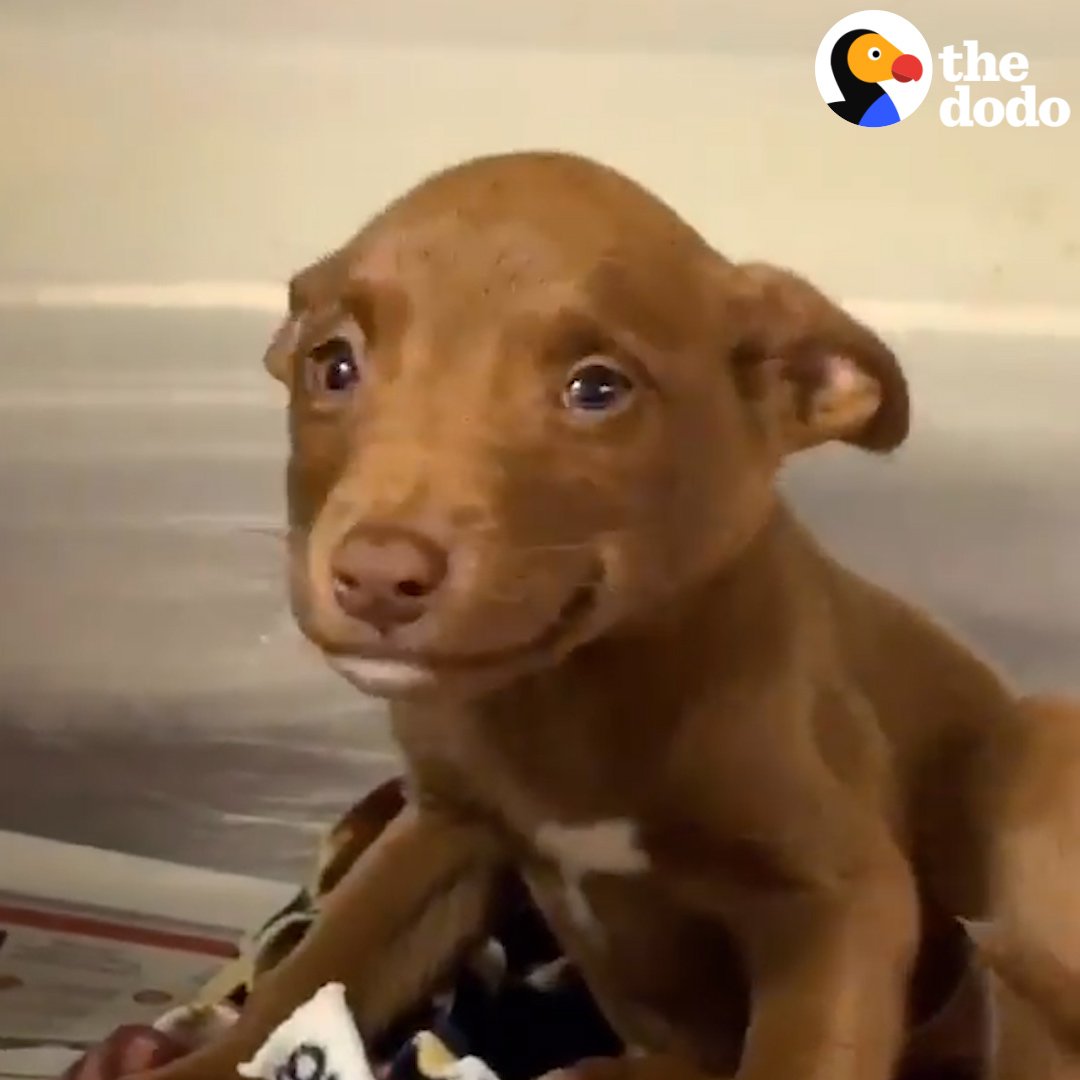 The Dodo on Twitter: "This adorable puppy wouldn't stop smiling in her shelter kennel 💗 https://t.co/E1JaowOXuG" / Twitter