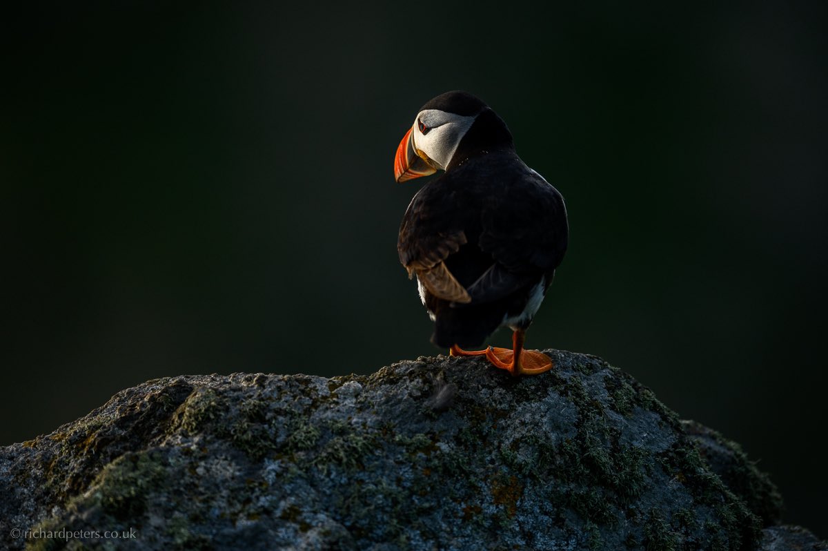 Although I’ll use it primarily for video, I put the Nikon Z 6 on my 400mm last weekend on Skomer Island, and pointed it towards this puffin. #Z6
