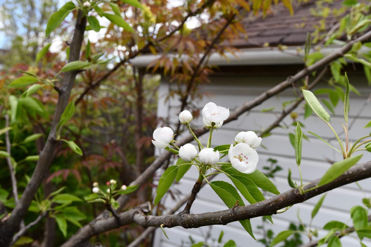 Food forests are bursting!  Cherries, currants, pears, saskatoons, not shown, apples, plums, shiitakes, aronia, gooseberries and the heartnuts and hazelnuts loaded with catkins... strangely also, angelica has reappeared, from a year hiatus, looks like it may be an exciting year!
