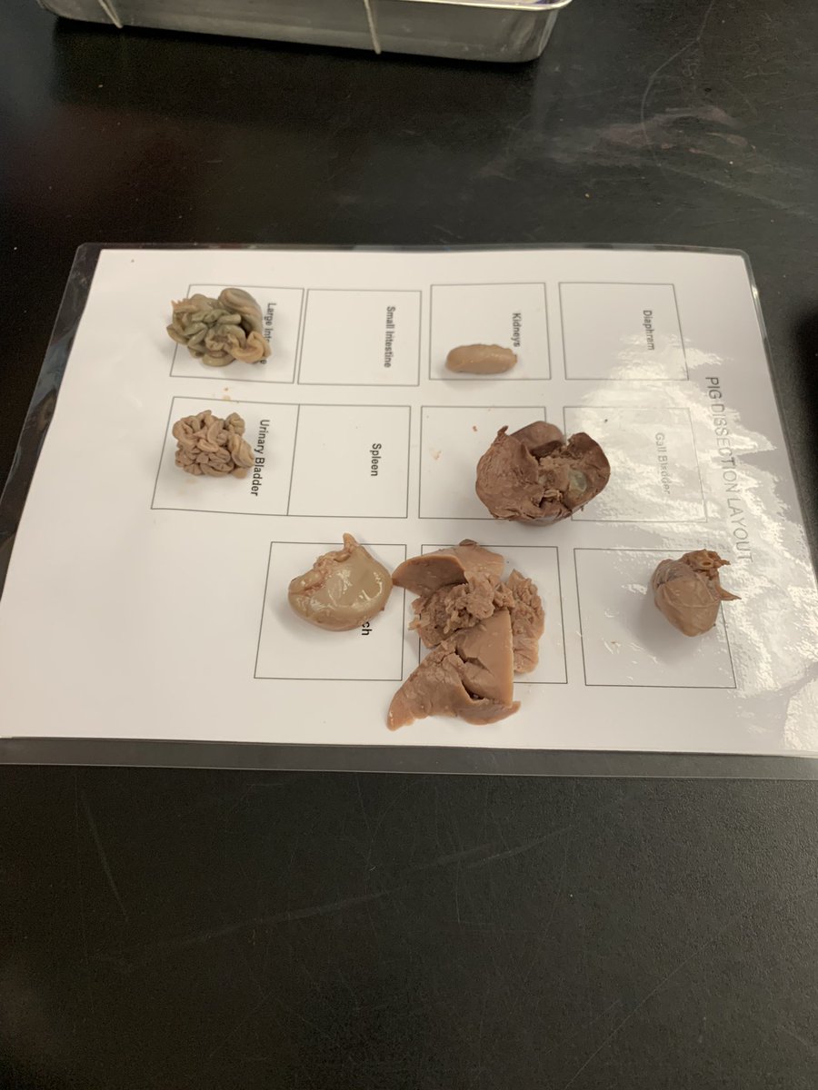 MastrDominguez's tweet photo. #pigdissection #dissection #SUHSD https://t.co/txiijaa6So