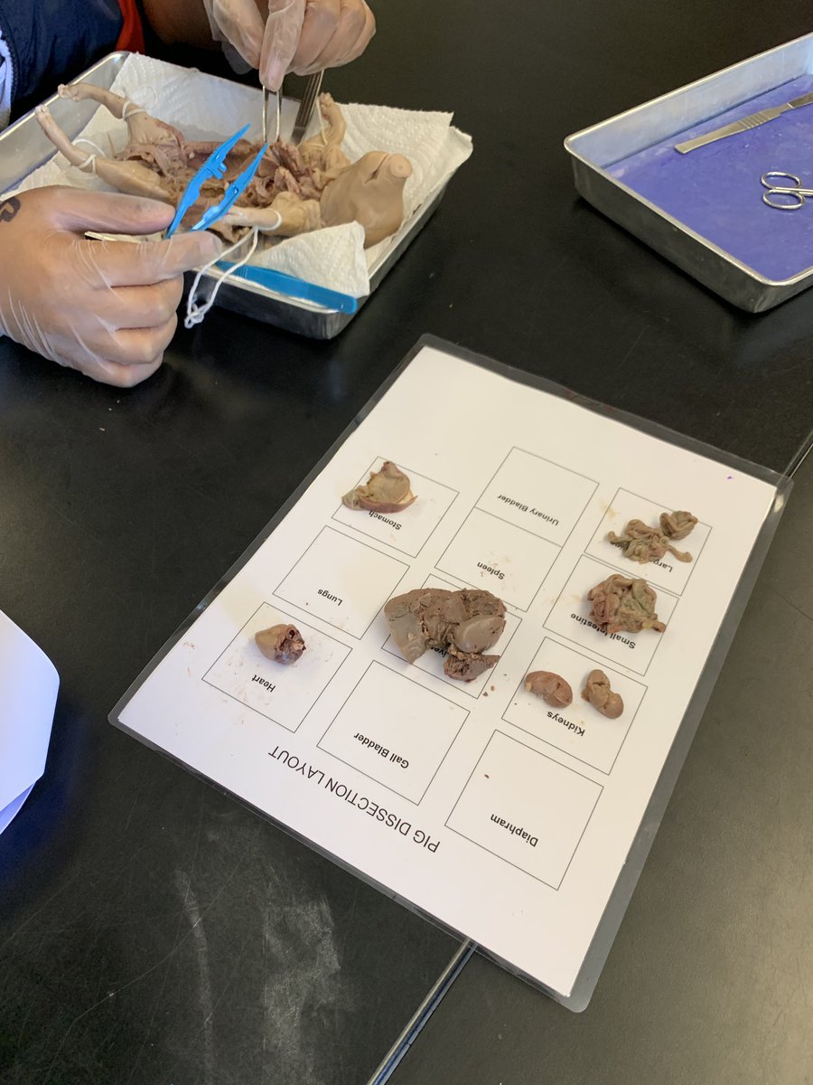 MastrDominguez's tweet photo. #pigdissection #dissection #SUHSD https://t.co/txiijaa6So