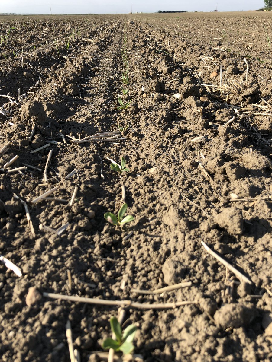Beets are enjoying the sunshine. The cool wet weather lately made for good plant stands. But from now til fall these beets want the heat! #absugar #onlyseededthisfieldonce