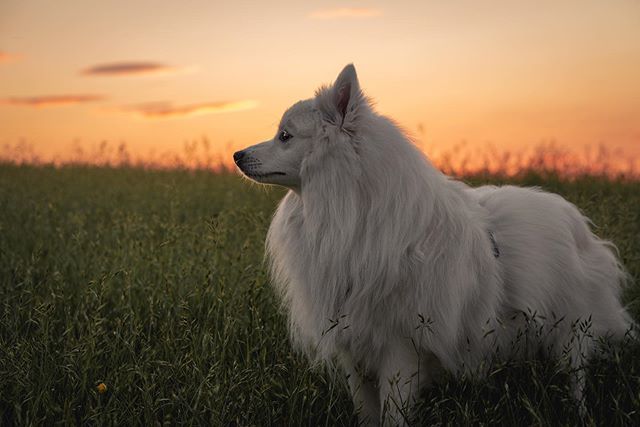 Jordsmith's tweet photo. Took the boy out on a sunset walkies 🐺 🌅
•
•
#sony #alpha #a6400 #lightroom #photography #photo #raw #awr #itap #titap #sonyalpha #50mm #primelens https://t.co/D0uHnUP0Ll https://t.co/2nZ5Y0OD81