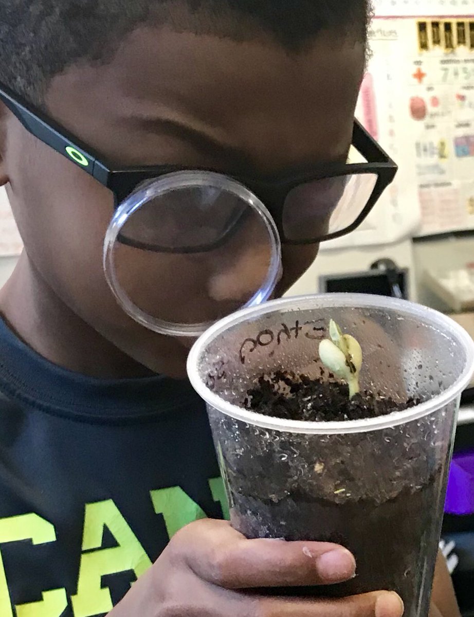 MrsJenJoyner's tweet photo. Our bean seeds are starting to sprout #campsupersecond @BernshausenKISD https://t.co/UtkiiwyHOa