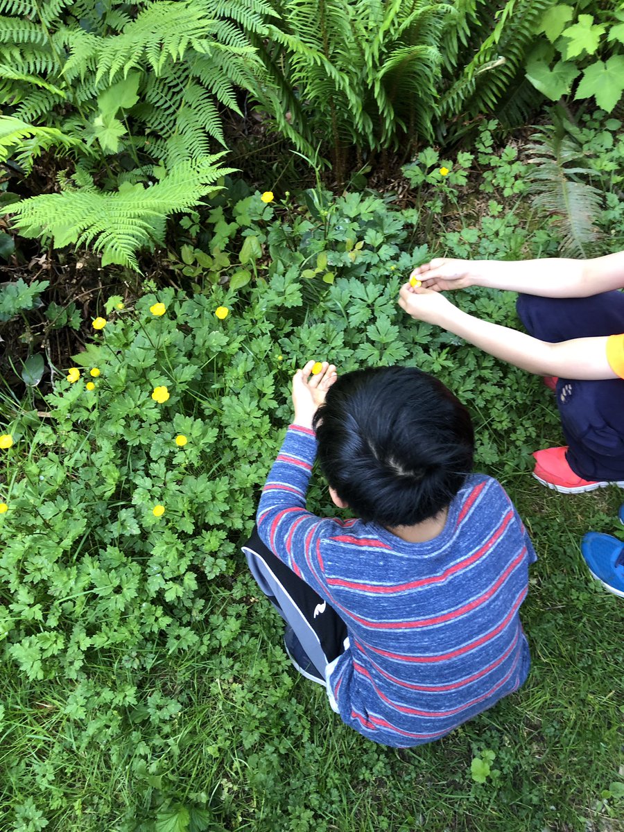 kmac_50's tweet image. Sword fern students @RosePointSchool identifying the indigenous plants on Salish Trail #OutdoorClasroomDay