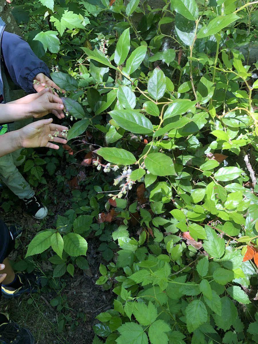 kmac_50's tweet image. Sword fern students @RosePointSchool identifying the indigenous plants on Salish Trail #OutdoorClasroomDay