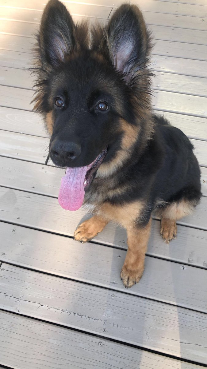leah_capps's tweet photo. Incase you need some cuteness in your life 💙🐾 https://t.co/WS7l3H8MfP