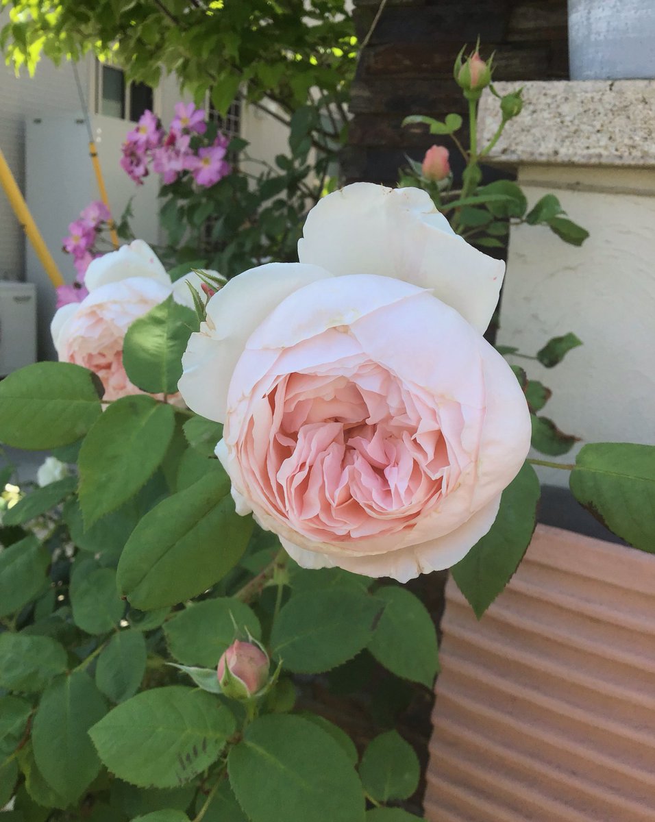 むぎ 今日は30 を超えるかも もう少しゆっくり花を楽しみたいんだけどな 熱中症にはくれぐれもご注意ください バラ セントセシリア ゴールデンボーダー クレマチスも満開です うるる ニオベ むぎ 今日は30 を超えるかも もう少しゆっくり花を楽しみたいんだけどな 熱中症にはくれぐれもご注意ください バラ セントセシリア ゴールデンボーダー クレマチスも満開です うるる ニオベ