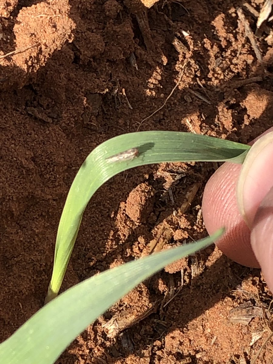 Has anyone seen these insects in their barley? These were spotted north of Mambray Creek (SA). 

🙏 help us out!