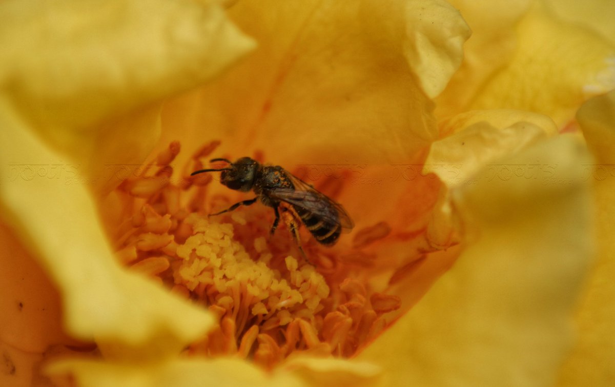 bindasfauji's tweet photo. Random macro clicks . . .
.
.
#macrolicious #macrosw #macrophotography #photography #photograph #closeup #insects https://t.co/y0z27YvNTx
