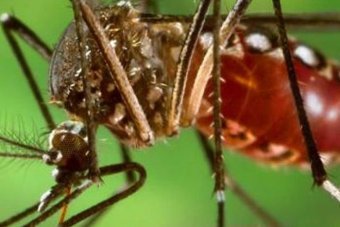 abcbrisbane's tweet image. A full outbreak response is being enacted in Rockhampton after confirmation of the first locally acquired case of dengue fever in the region in decades.
ab.co/2YInE6X